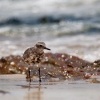 Kulik bledy - Pluvialis squatarola - Grey Plover o9170